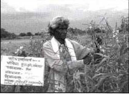 सूखे में तिल की खेती