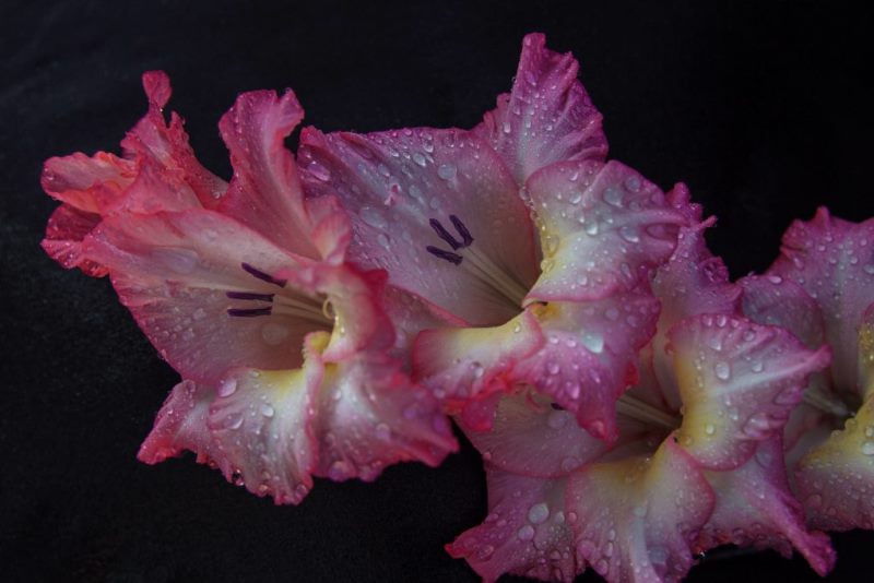 इस तरीके से करें ग्लेडियोलस की खेती, होगी अच्छी आमदनी