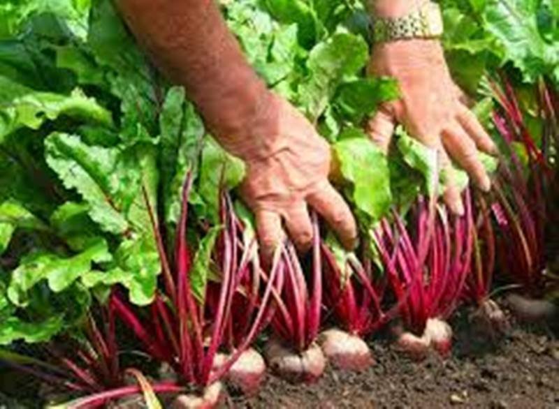 चुकंदर की खेती कर कमाएं भारी मुनाफा, जानिए खेती करने का तरीका