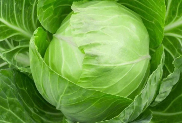 पत्तागोभी: जानकारी, तथ्य और लाभ
