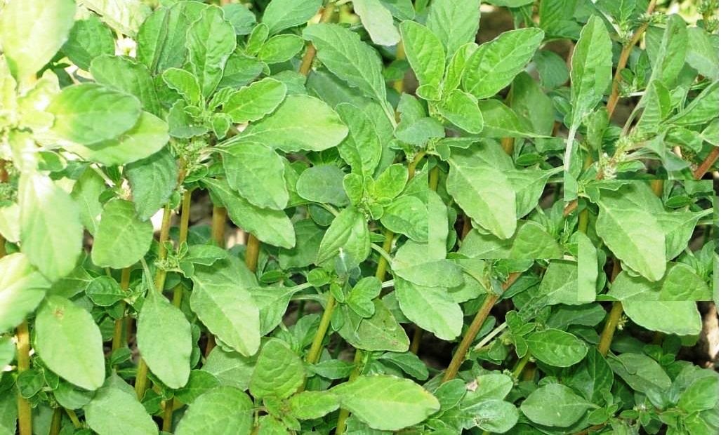 ऐसे करें चौलाई की उन्नत खेती, मिलेगा बंपर मुनाफा