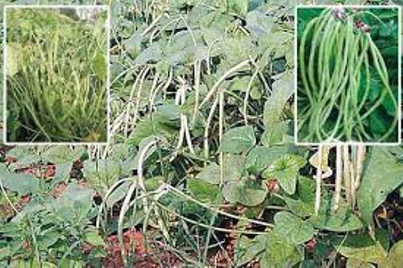 लोबिया की ये 5 किस्में 45 से 50 दिन में पककर होंगी तैयार, मिलेगी 200 क्विंटल से भी ज्यादा पैदावार
