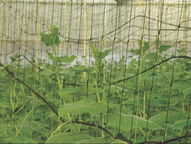 कीट नियंत्रण – सेम की फ़सल पर कीट प्रबंधन के उपाय निम्नलिखित हैं –