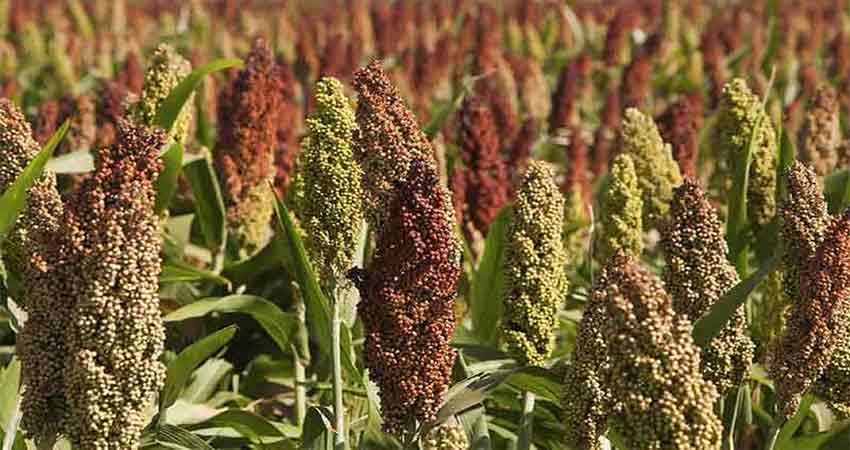 कम पानी की फसलें देंगी किसानों को राहत