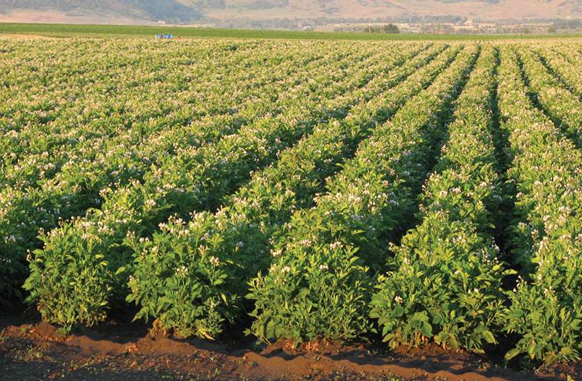 आलू के खेत की शुरुआत –