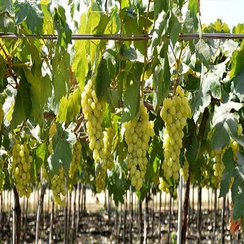 अंगूर की किस्मों का फैसला करना