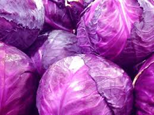 लाल पत्ता गोभी की खेती कैसे करें, उन्नत किस्में और उगाने का सही तरीका