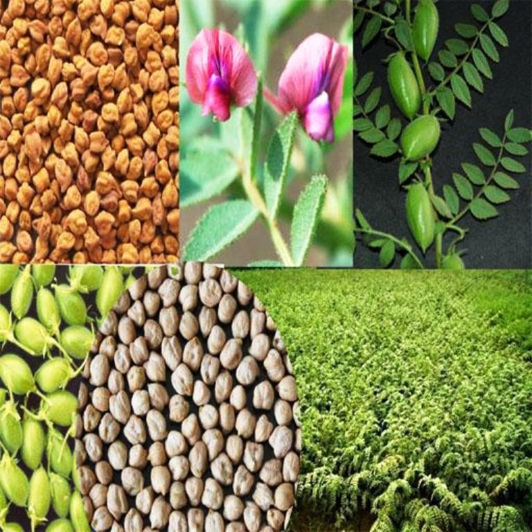 चने की उन्नत व आधुनिक खेती कैसे करें, जानिए