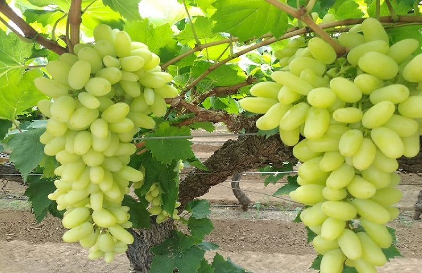 अंगूर की बेलों में पोषक तत्वों की कमी और विषाक्तता।