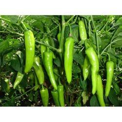 मिर्च की पानी संबंधी ज़रूरतें और सिंचाई प्रणालियां