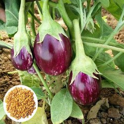 बीज से बैंगन उगाना