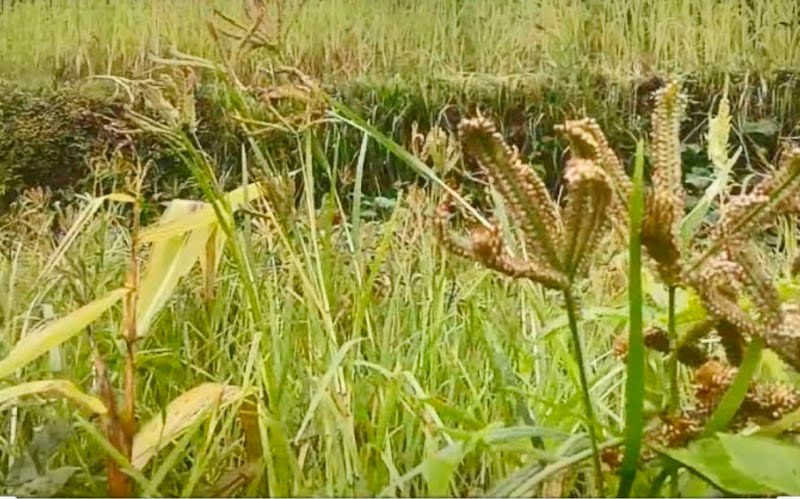 कम पानी में कोदो की खेती कर कमाएं, भारी मुनाफा !