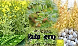 रबी फसलों के लिए अनुकुल मौसम, किसान भाई अभी क्या करें