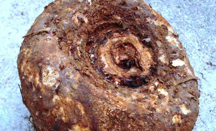 कम लागत में जिमीकंद की खेती कर कमाएं ज्यादा मुनाफा