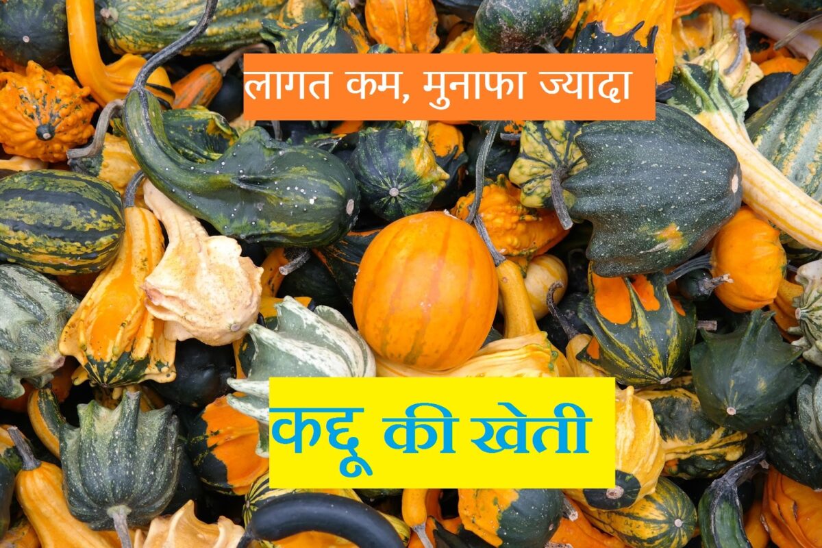 Kaddu Ki Unnat Ke- कददू की उन्नत खेती- Kaddu Ki Unnat Ke- कददू की उन्नत खेती-Ke Bare Me Jane Puri Jankari hindi Me | Kheti Kisani Seekhe