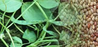 कुल्थी की उन्नत खेती