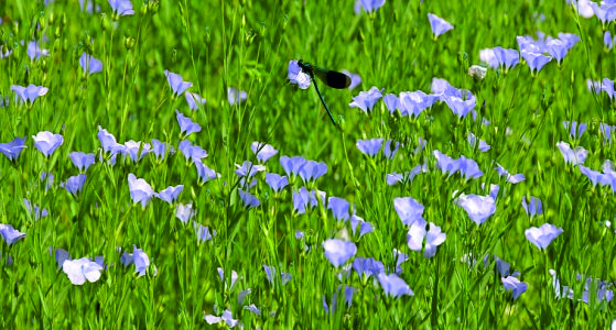 अलसी की आधुनिक खेती