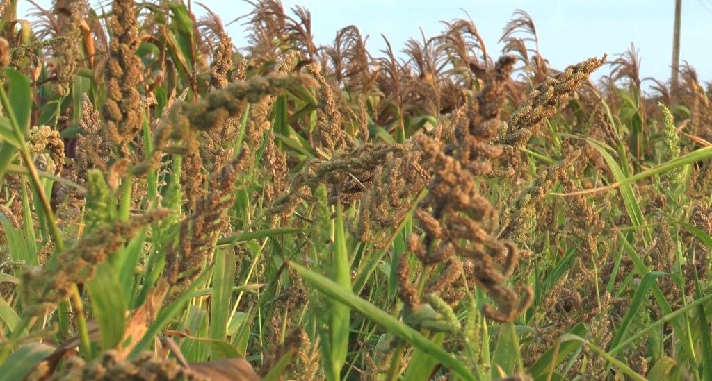 विलुप्त होती जेठी सांवा की खेती के लिए सरकार दे रही मदद