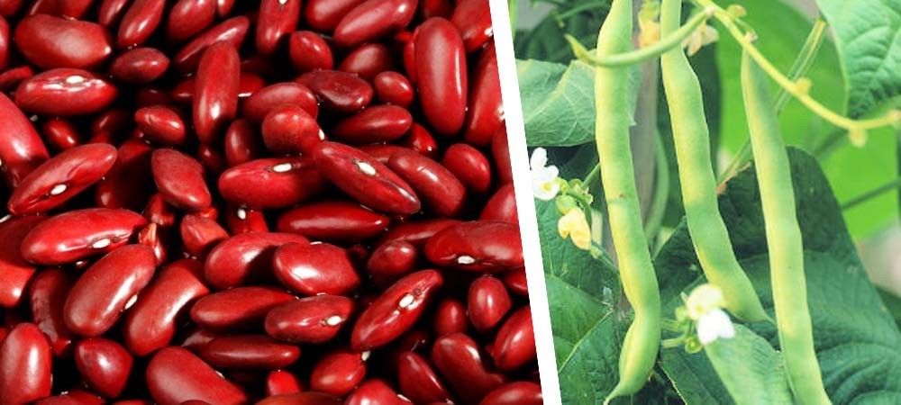 राजमा की खेती की जानकारी जलवायु, किस्में, रोकथाम व पैदावार