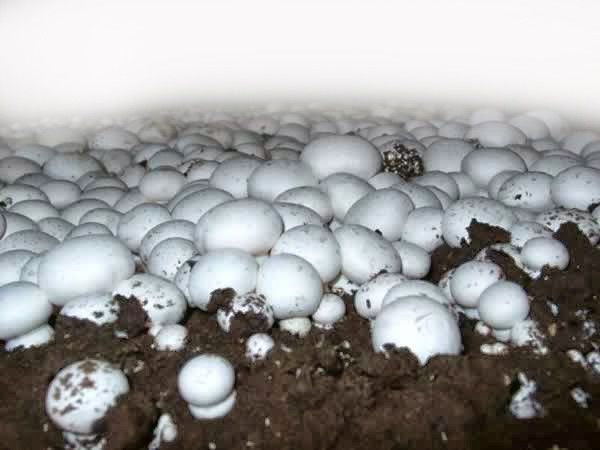 मशरूम की खेती का व्यापार कैसे शुरू करें