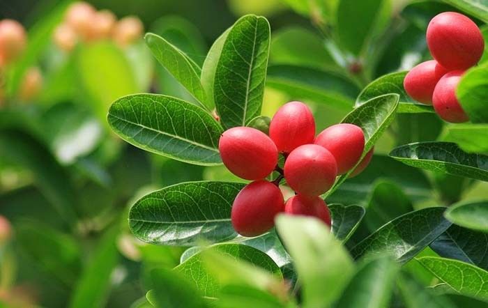 करौंदा की उन्नत खेती कैसे करें