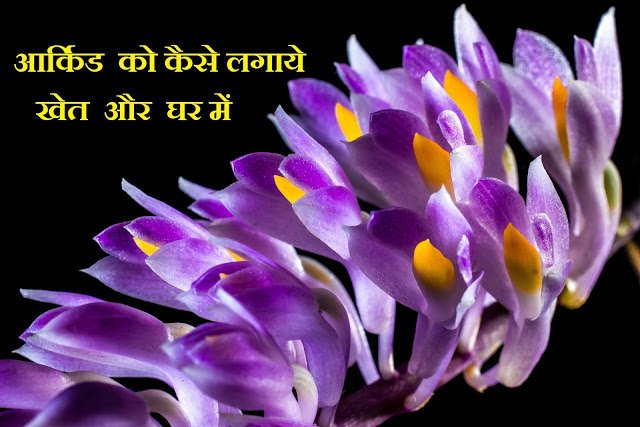 जानते है किस तरह से की जाती है आर्किड की खेती