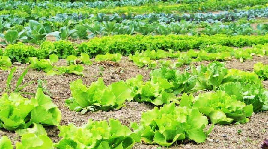 जैविक खेती के महत्व