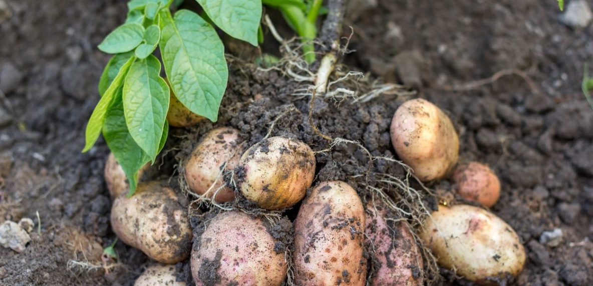 आलू की सिंचाई कैसे करें – आलू की सिंचाई