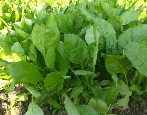 पालक के पौधे का विवरण, जानकारी और उपयोग