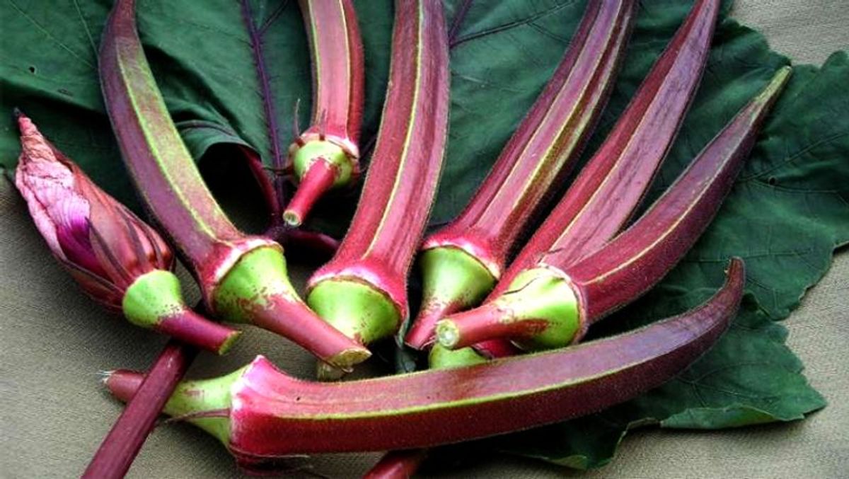 हहैब्रीड भिंडी , टमाटर के मिलेंगे बीज