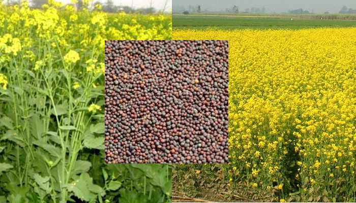 दिसंबर में बुवाई: पैदावार के साथ मुनाफ़ा भी दोगुना करने के लिए किसान जरूर करें खेतों में यह काम