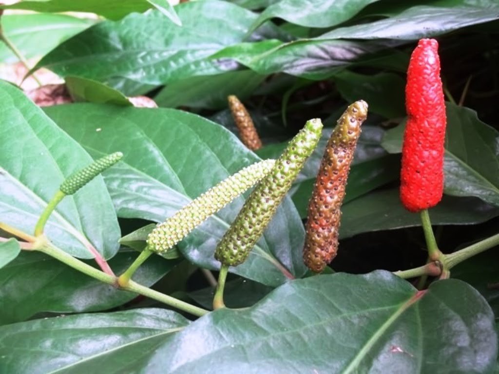 ऐसे करें पिप्पली की वैज्ञानिक खेती, कमाए लाखों का मुनाफा