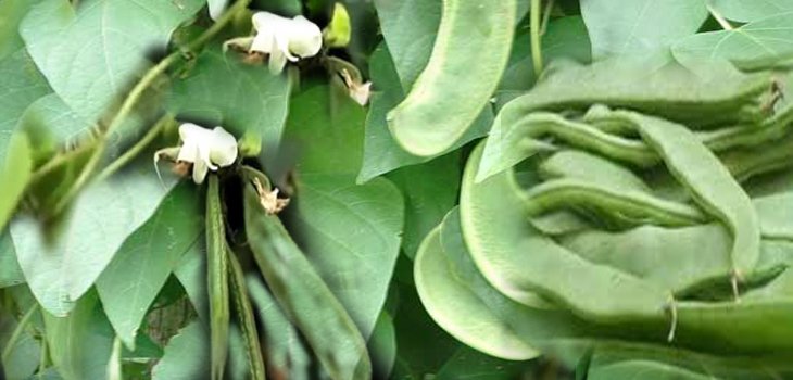 सेम की खेती कैसे करें ( sem ki kheti kaise kare )