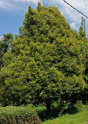 जायफल की खेती कैसे करें