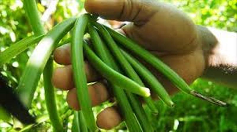 किसान शेड हाउस में ये फसल लगाकर हो जाएंगे मालामाल, ये है खेती करने का तरीका -Vanilla Farming: